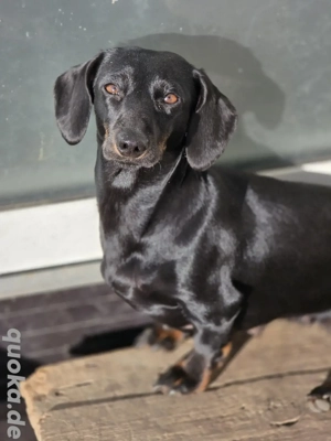 Dackelhündin Zwergdackel Dackel Hündin schwarz Kurzhaar