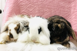 Zwergkaninchen Babys Minilop Lionloop