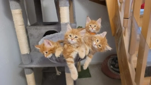 Süße rote reinrassige Maine-Coon-Kätzchen suchen ein liebevolles Zuhause.