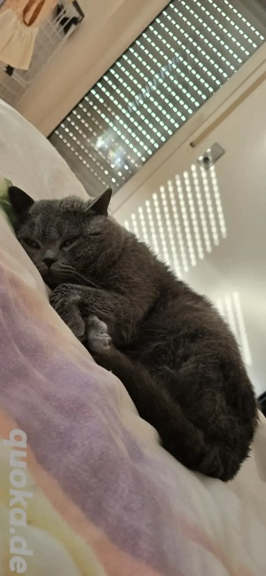 BKH - Deckkater (steht nicht zum Verkauf Bild 3