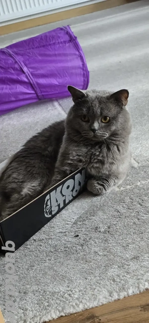 BKH - Deckkater (steht nicht zum Verkauf Bild 4