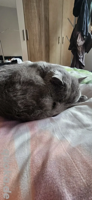 BKH - Deckkater (steht nicht zum Verkauf Bild 5