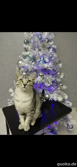 Sibirische Waldkatze,Neva Masquarade 