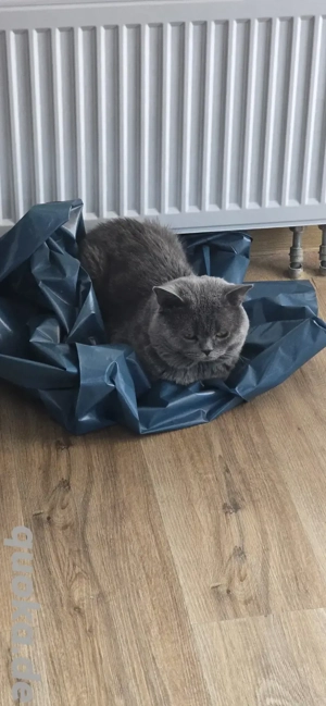 BKH - Deckkater (steht nicht zum Verkauf Bild 2