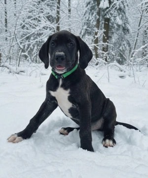 Deutsche Doggen Welpen
