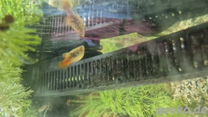 Platy  Blauer Glanz    Xiphophorus maculatus