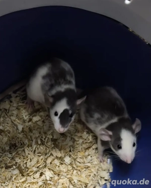 niedliche ratten Weibchen 