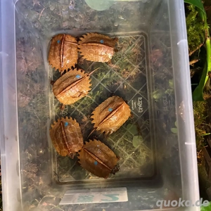 Geoemyda spengleri Zackenerdschildkröten