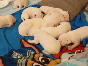 Dogo Argentino Welpen 