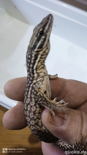 Varanus Acanthurus Yellow 1.1