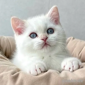 Weiße Britisch Kurzhaar-Kätzchen (blaue Augen)