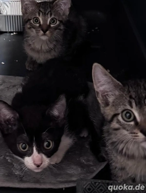 Sehr zahm Babykatze nurnoch 1 mädchen schwarz weis 