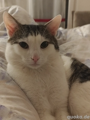 Messi sucht neues Zuhause 