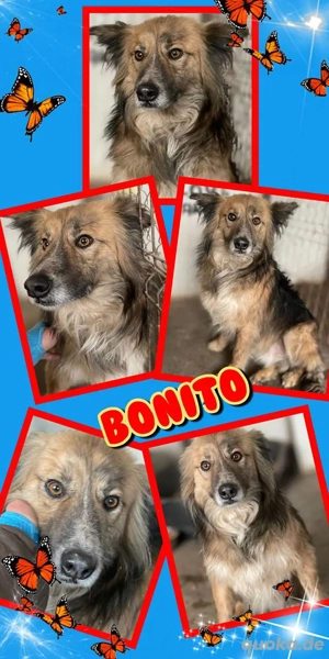 sanfter, ruhiger, lieber, wunderschöner Rüde "Bonito" hofft auf ein eigenes Zuhause