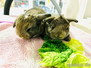 Minilop Babys Zwergkaninchen Hase Widder