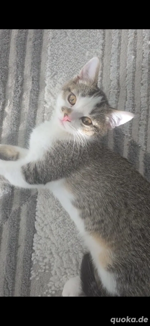 EkH Kitten zu verschenken 