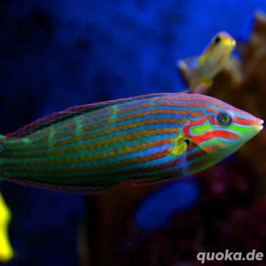 meerwasser Fische zu verkaufen 