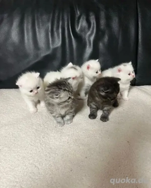 Niedliche und verspielte Kätzchen zur kostenlosen Adoption