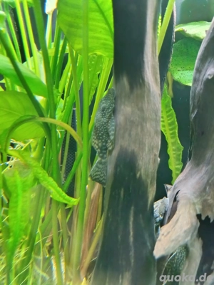 Antennenwelse -> 5 Tiere gegen......