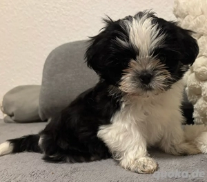 Drei zuckersüße Shih Tzu Welpen