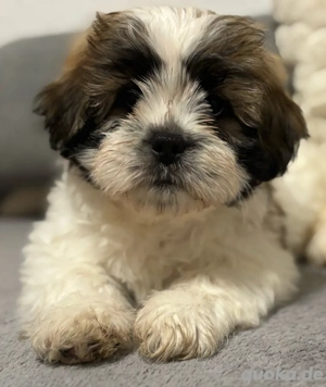Drei zuckersüße Shih Tzu Welpen