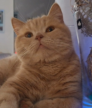 BKH Deckkater Creme ( Blutgruppe B )