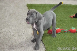 Deutsche Doggenwelpen abzugeben