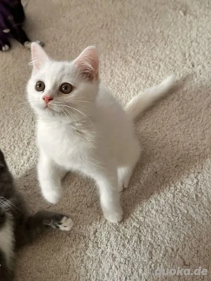 BKH Kitten Reinrassig
