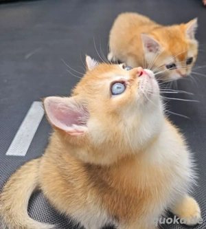 BKH Kitten Reinrassig