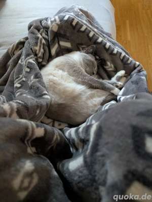 Rangdoll Mischling  Kater