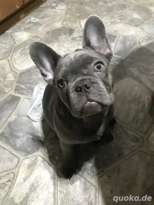 Französische Bulldoggenwelpen