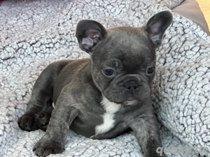 Französische Bulldoggenwelpen
