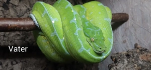 Morelia Viridis 0.0.3 zu verkaufen