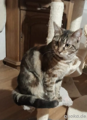 Main Coon Mix Mädchen 7 Monate 