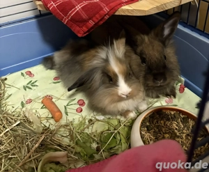 2 süßen löwenkopf widder hasen