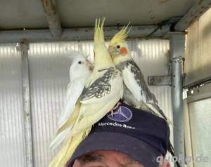 nymphensittiche handzahme