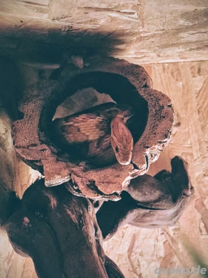 Kornnatter zu verschenken 