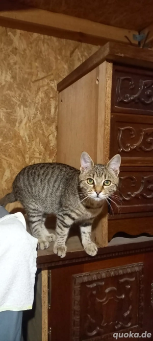 Ileana - kleines Katzenmädchen sucht großes Glück