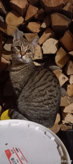 Ileana - kleines Katzenmädchen sucht großes Glück Bild 2