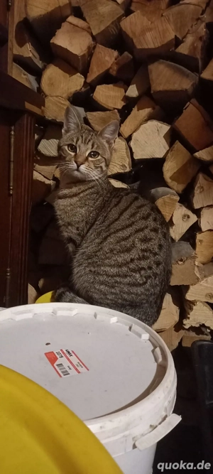 Ileana - kleines Katzenmädchen sucht großes Glück Bild 3