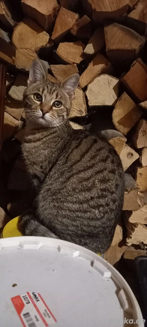 Ileana - kleines Katzenmädchen sucht großes Glück Bild 5