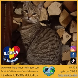 Ileana - kleines Katzenmädchen sucht großes Glück Bild 4