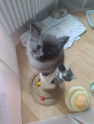 Nur noch ein Mädchen ist auf der Suche 