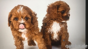 Minicavapoo 2 Jungs und 1 Mädchen abgabebereit ab sofort 