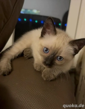 thaikatze (mädchen) 