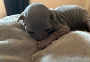 Canadian Sphynx Kitten (Blue)
