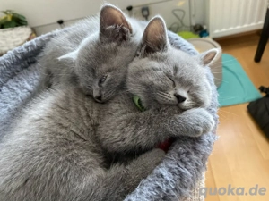 BKH Kitten in Erwartung