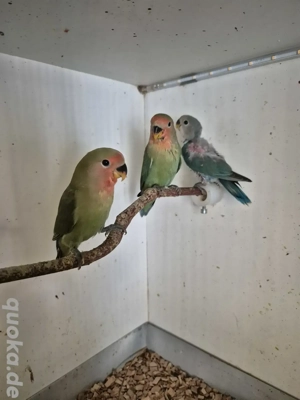 Junge Rosenköpfchen Handzahm