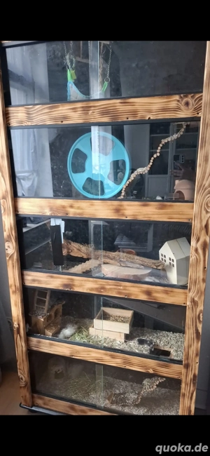 Mäuse & Rennmäusestall