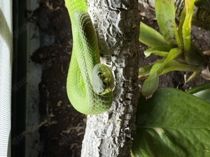Trimeresurus Albolabris Pärchen 2023, Bambusotter
